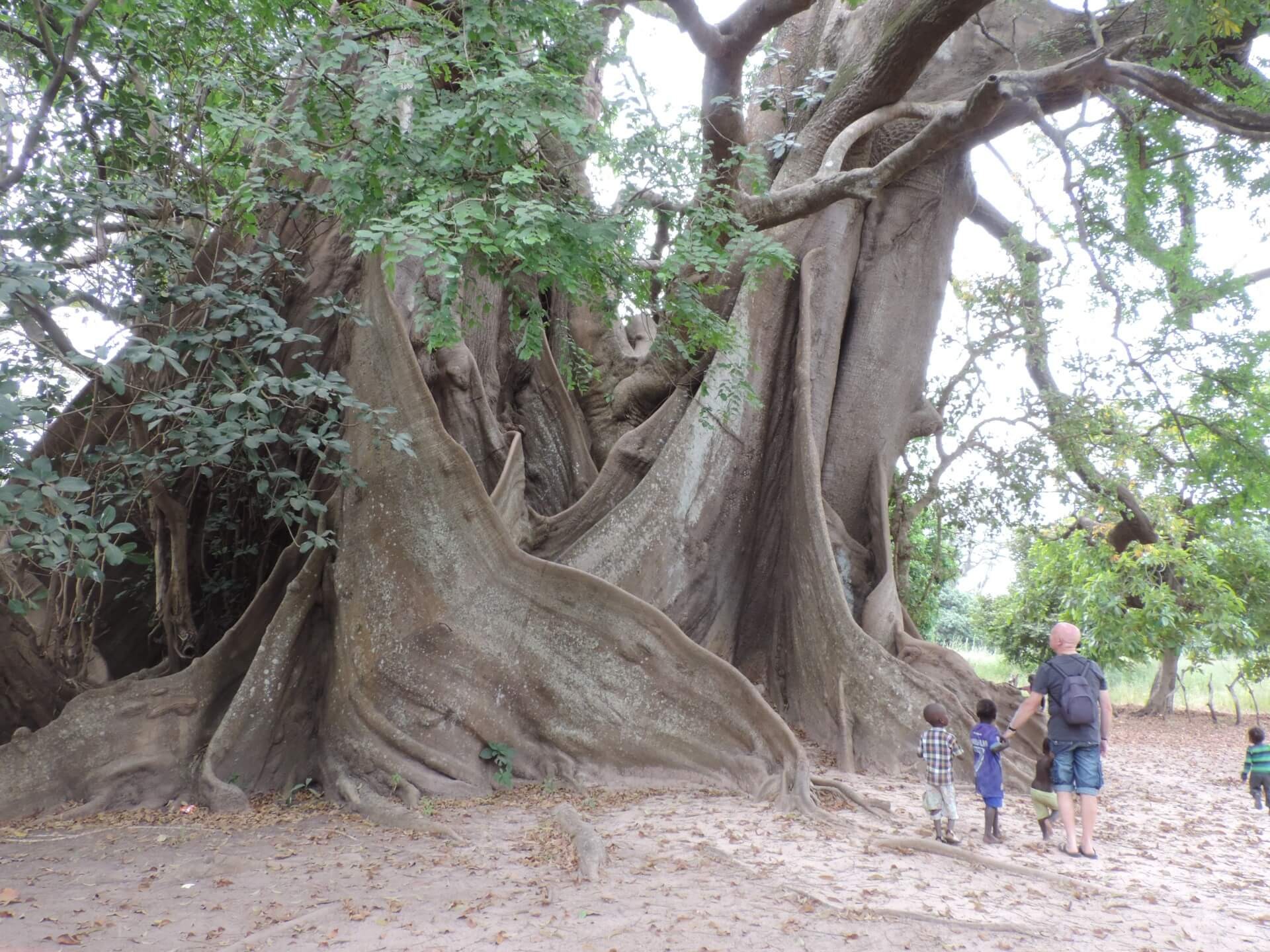 Arbre le fromager