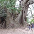 Arbre le fromager