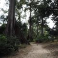 Arbres une haie de fromagers