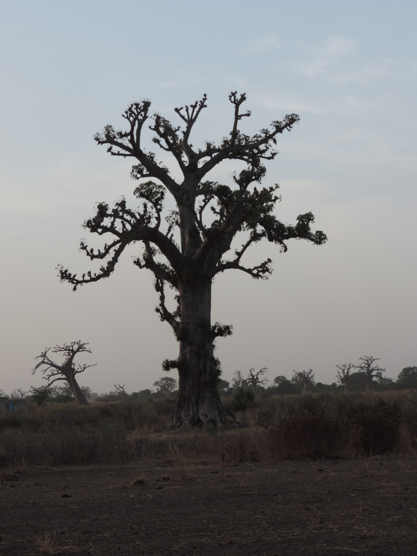 Baobab