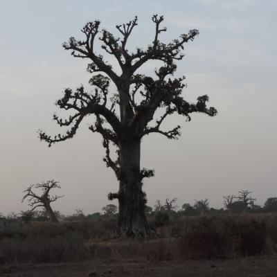 Le Sénégal en photos