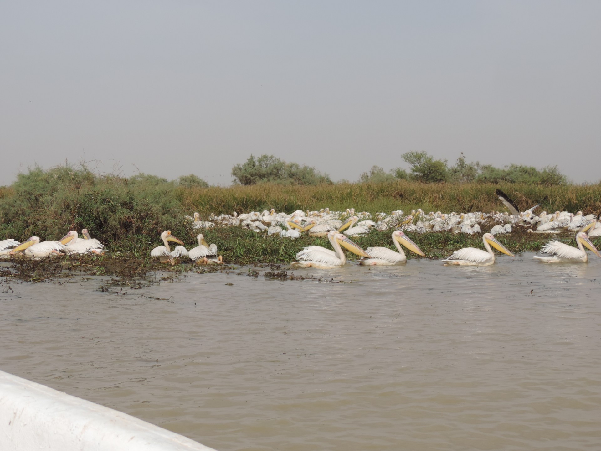 Parc ornithologique du Doudj