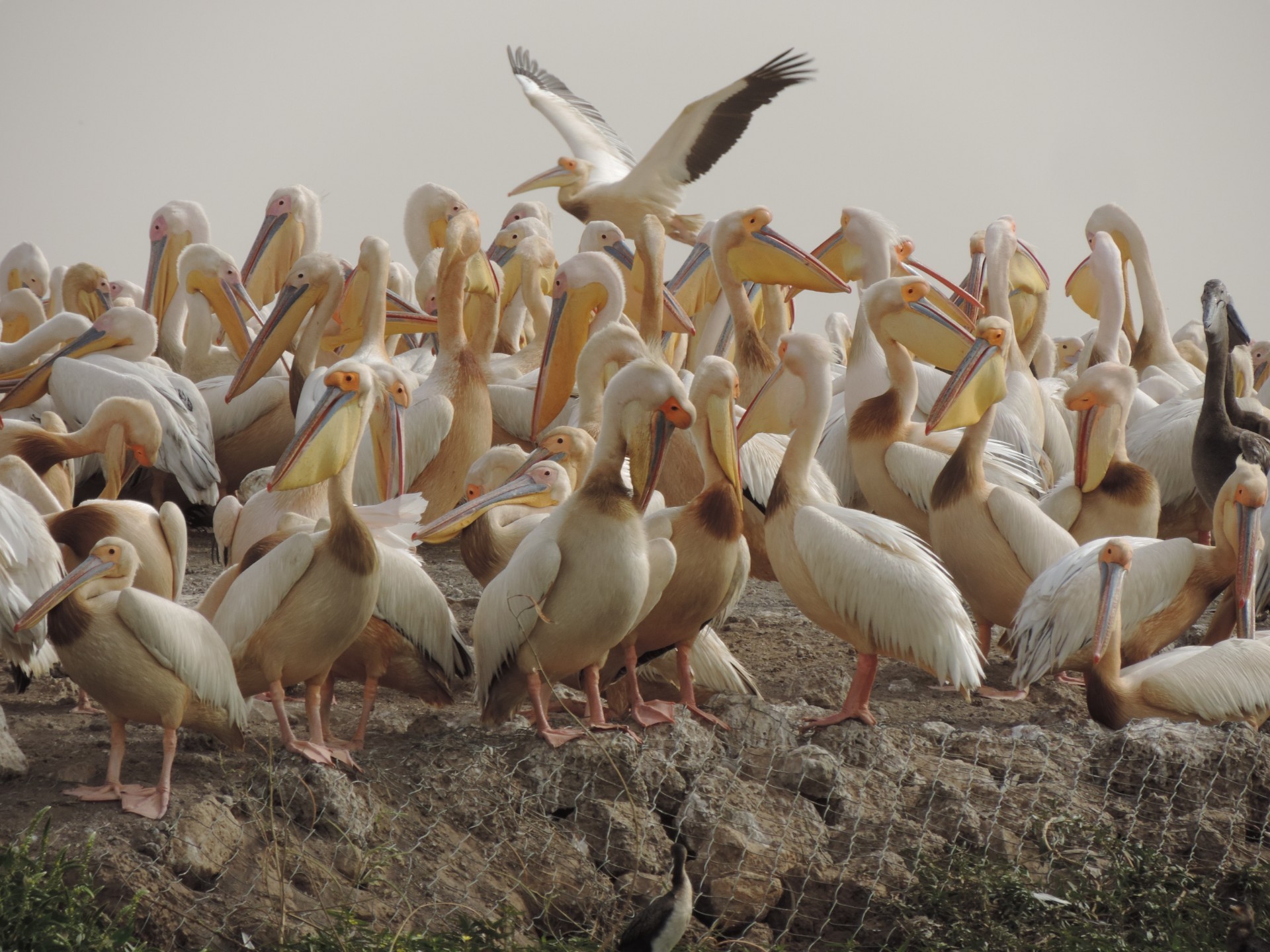 Pellicans du parc ornithologique du Doudj